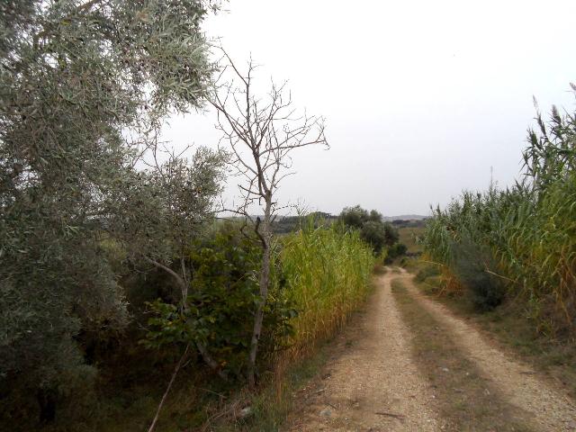 Agricultural land in {3}, Via Colle Appeso - Photo 1