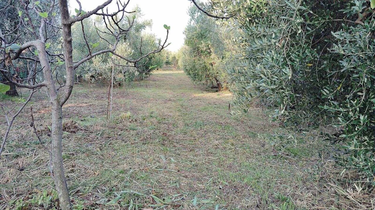 immagine annuncio 2 di 3