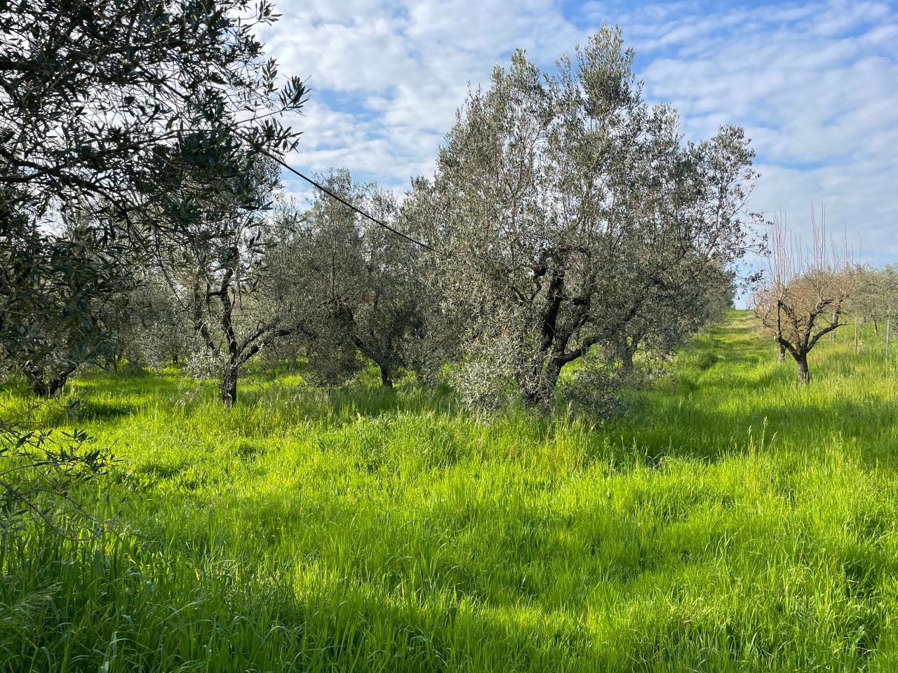 immagine annuncio 4 di 8