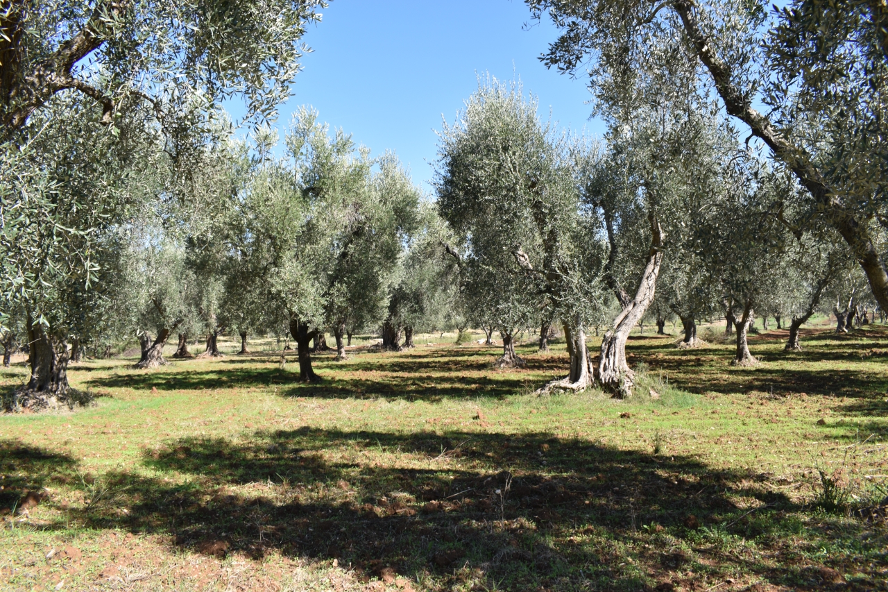 immagine annuncio 1 di 3