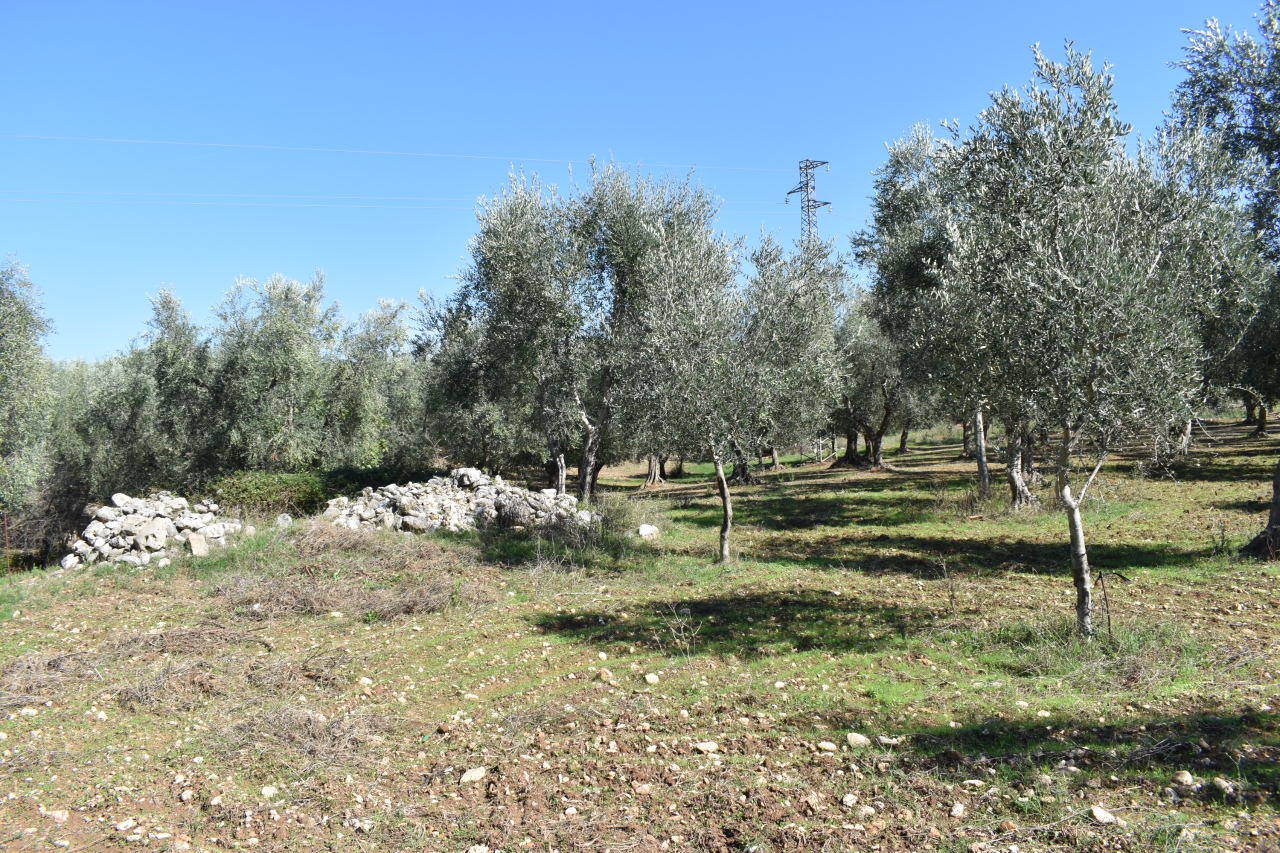 immagine annuncio 2 di 3