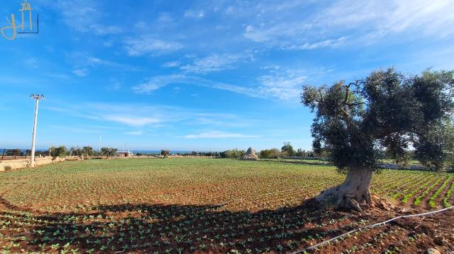 Terreno agricolo in Strada Comunale Cardaro, Polignano a Mare - Foto 1