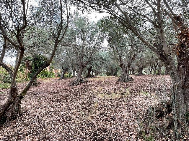 Terreno agricolo in Viale Ercole Consalvi, Monte Porzio Catone - Foto 1