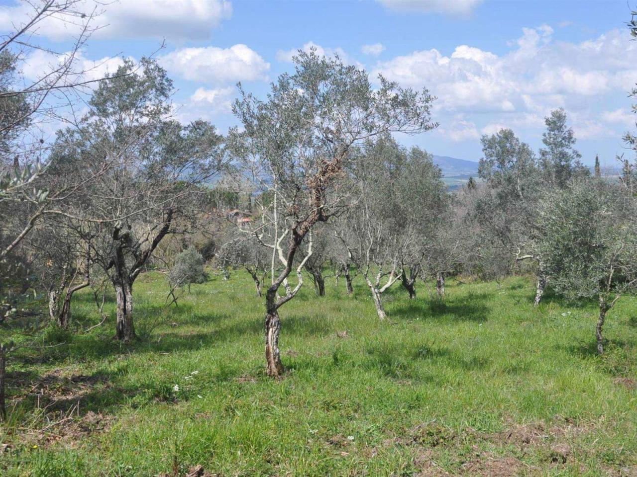 Terreno agricolo in vendita a Castellina Marittima