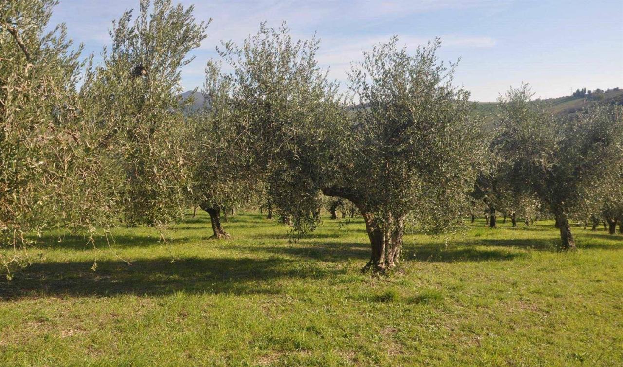 immagine annuncio 5 di 9