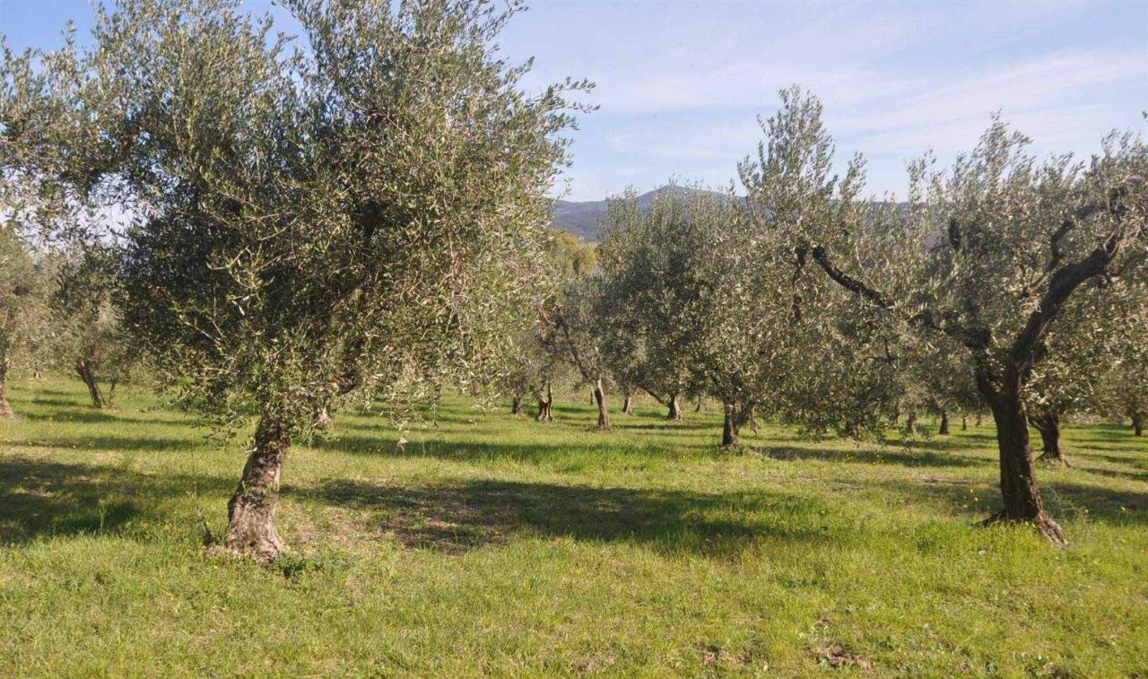immagine annuncio 4 di 9