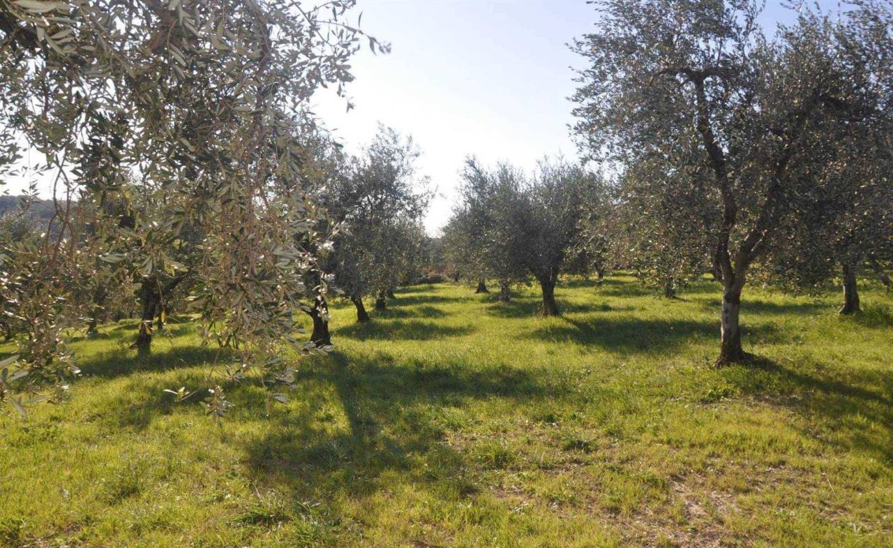 immagine annuncio 7 di 9