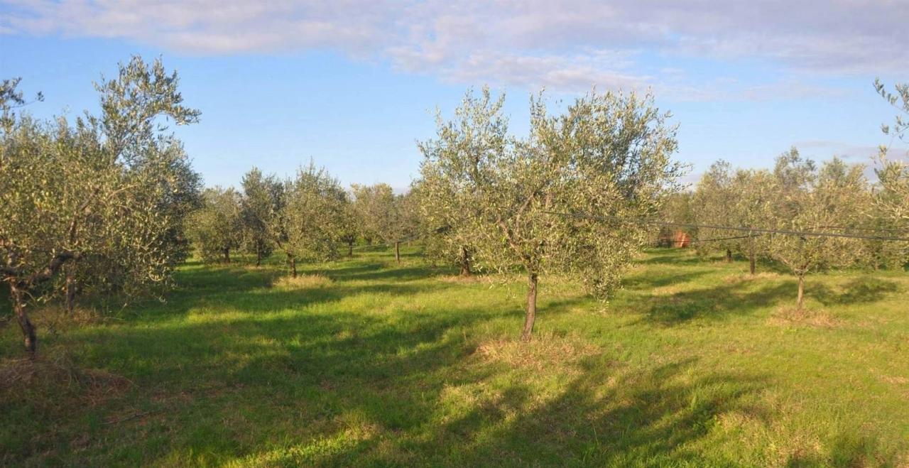 immagine annuncio 5 di 7