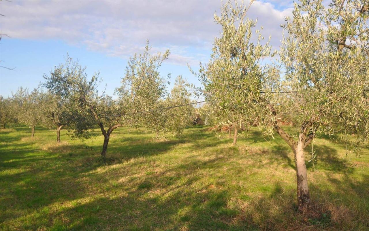 immagine annuncio 4 di 7