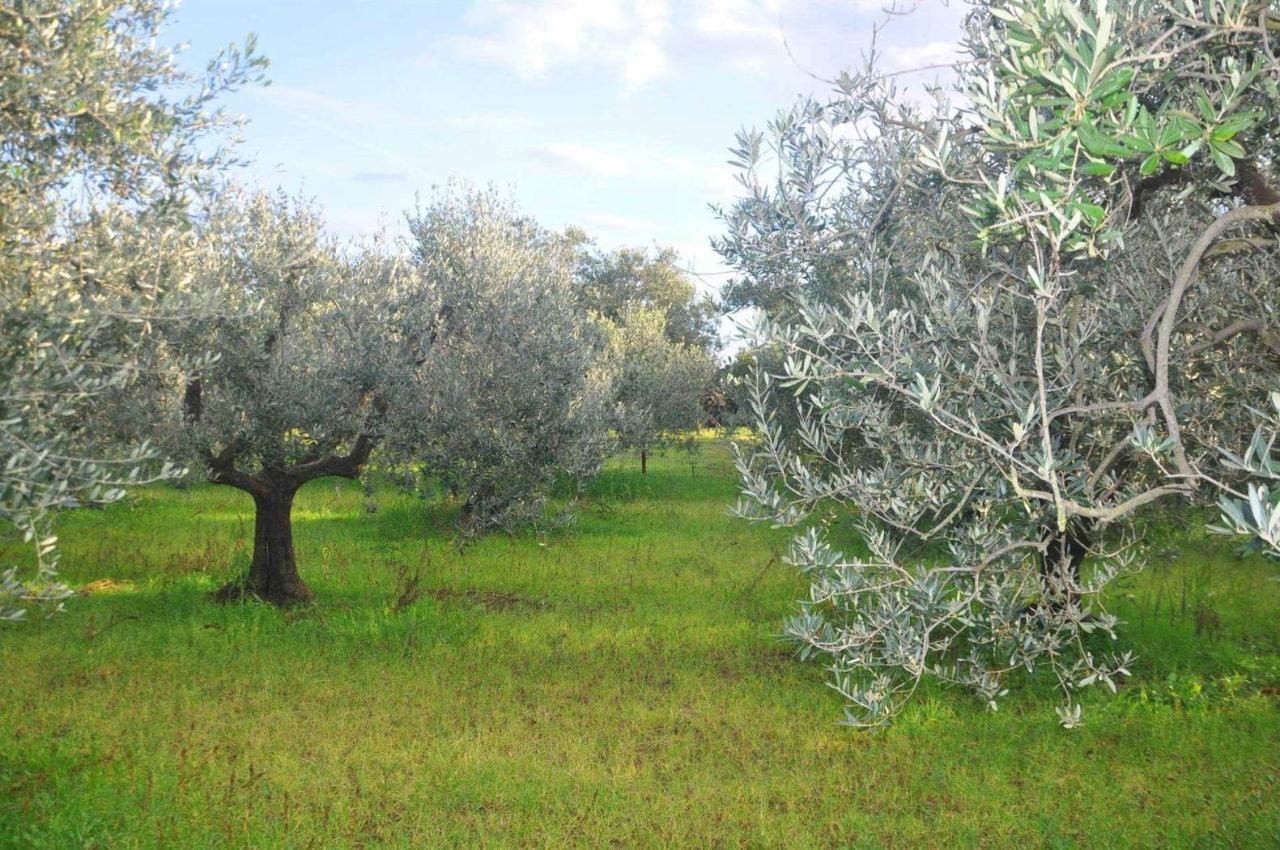 immagine annuncio 12 di 14