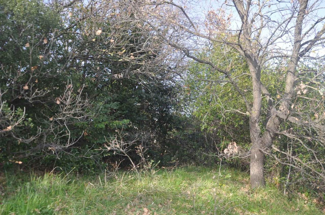 immagine annuncio 5 di 7