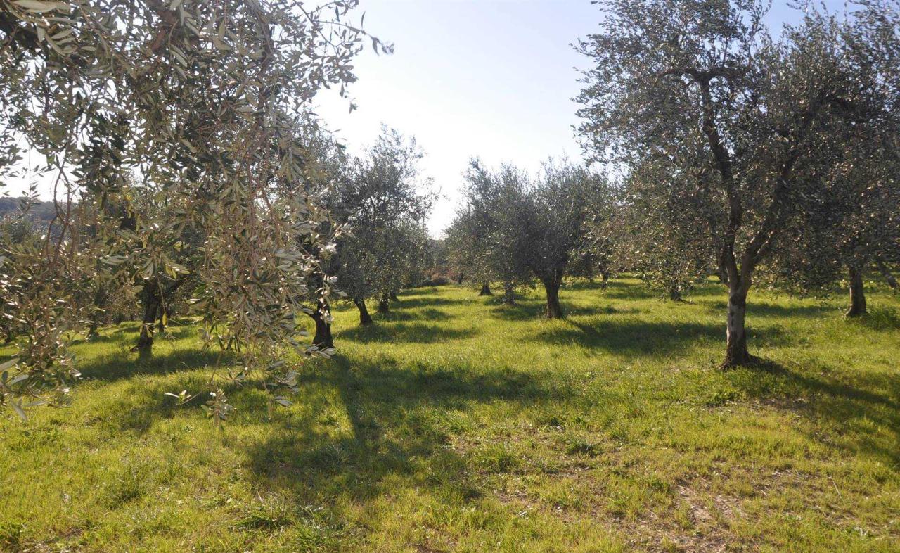 immagine annuncio 7 di 9