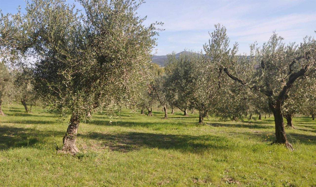 immagine annuncio 4 di 9