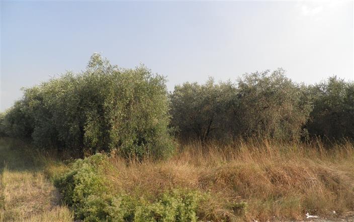 immagine annuncio 2 di 3