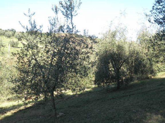 immagine annuncio 2 di 6