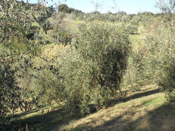 immagine annuncio 3 di 6