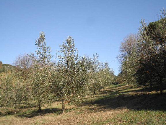 immagine annuncio 1 di 6