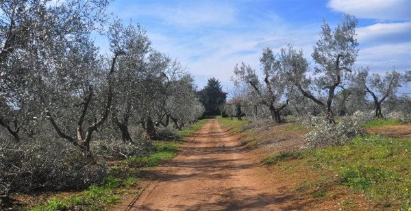 Azienda agricola in , Bibbona - Foto 1