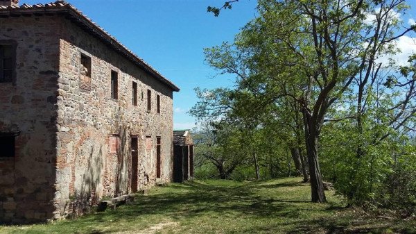 Azienda agricola in vendita a Lajatico