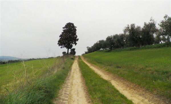 Azienda agricola in , Rosignano Marittimo - Foto 1