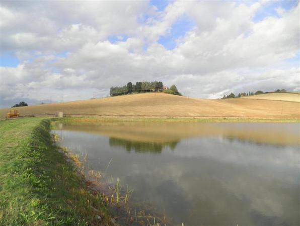 Azienda agricola in Località Maccetti, Rosignano Marittimo - Foto 1