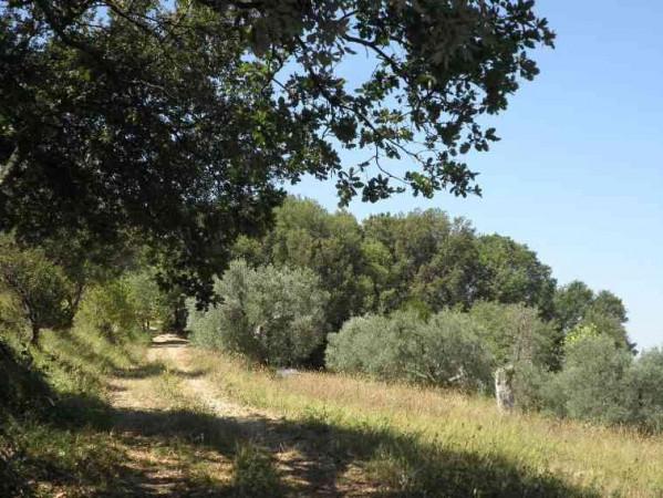 Azienda agricola in Via Livornese, Castellina Marittima - Foto 1