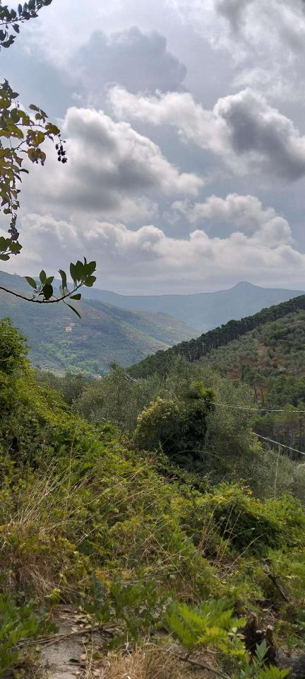 immagine annuncio 5 di 12