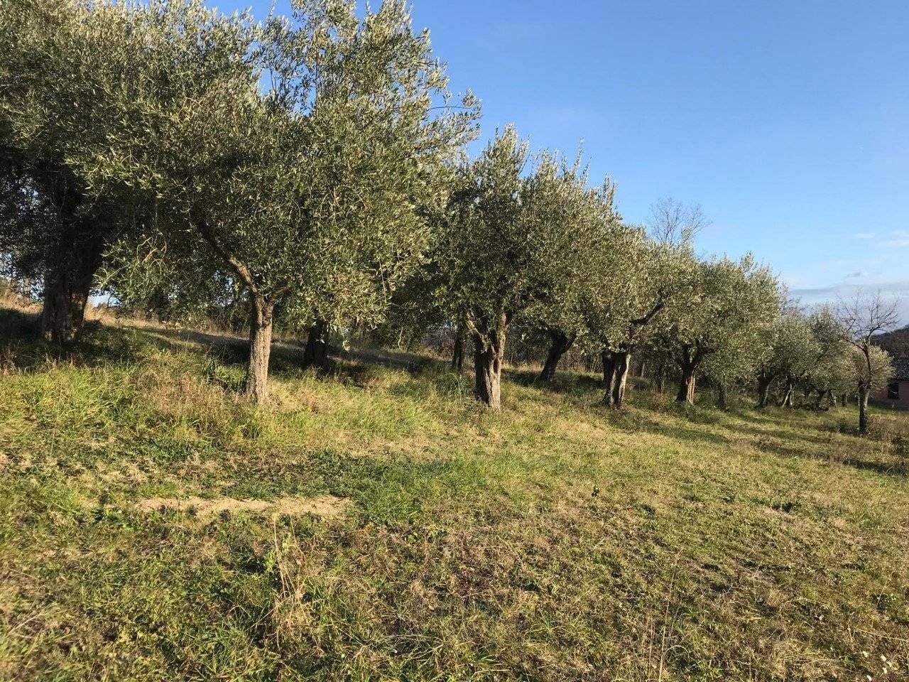 immagine annuncio 4 di 14