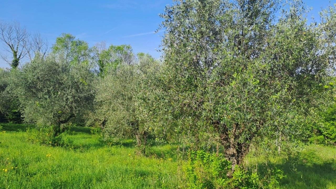 immagine annuncio 2 di 13