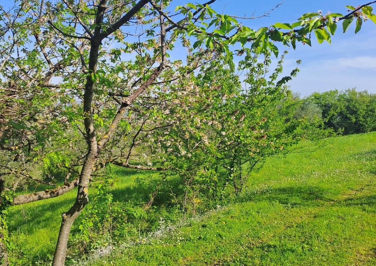 immagine annuncio 8 di 13