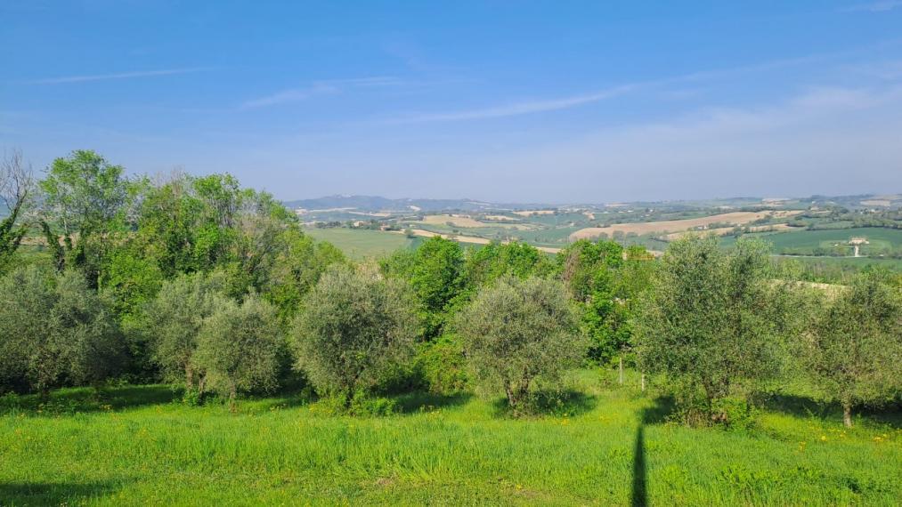 immagine annuncio 4 di 14