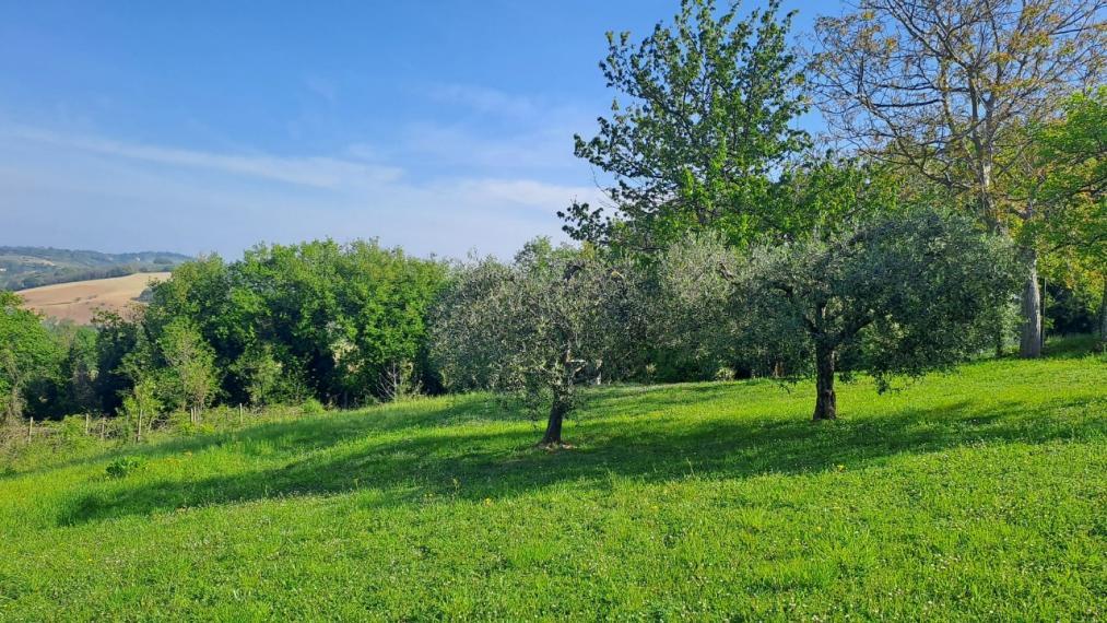 immagine annuncio 7 di 14