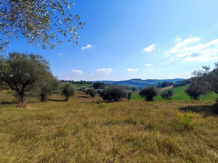 immagine annuncio 7 di 14