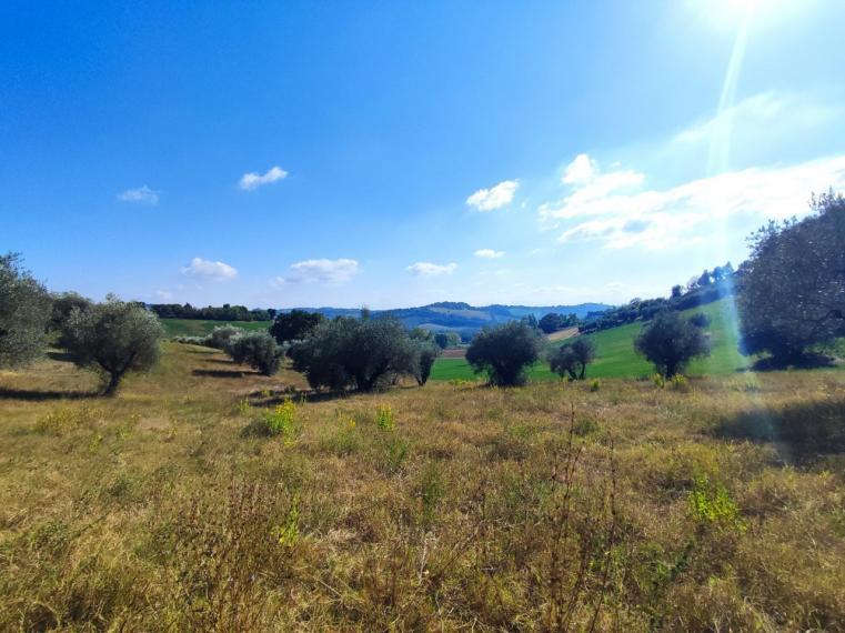 immagine annuncio 10 di 14