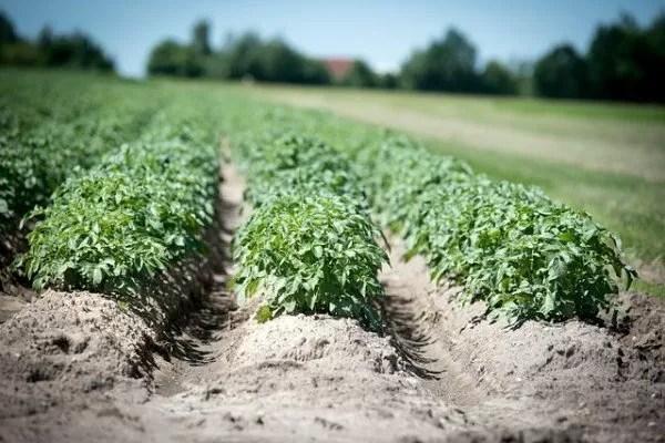 terreno agricolo in vendita a Pesaro