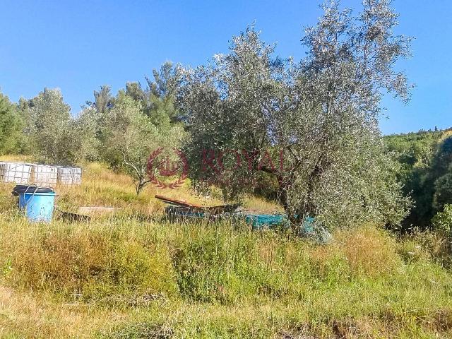 Agricultural land, Livorno - Photo 1