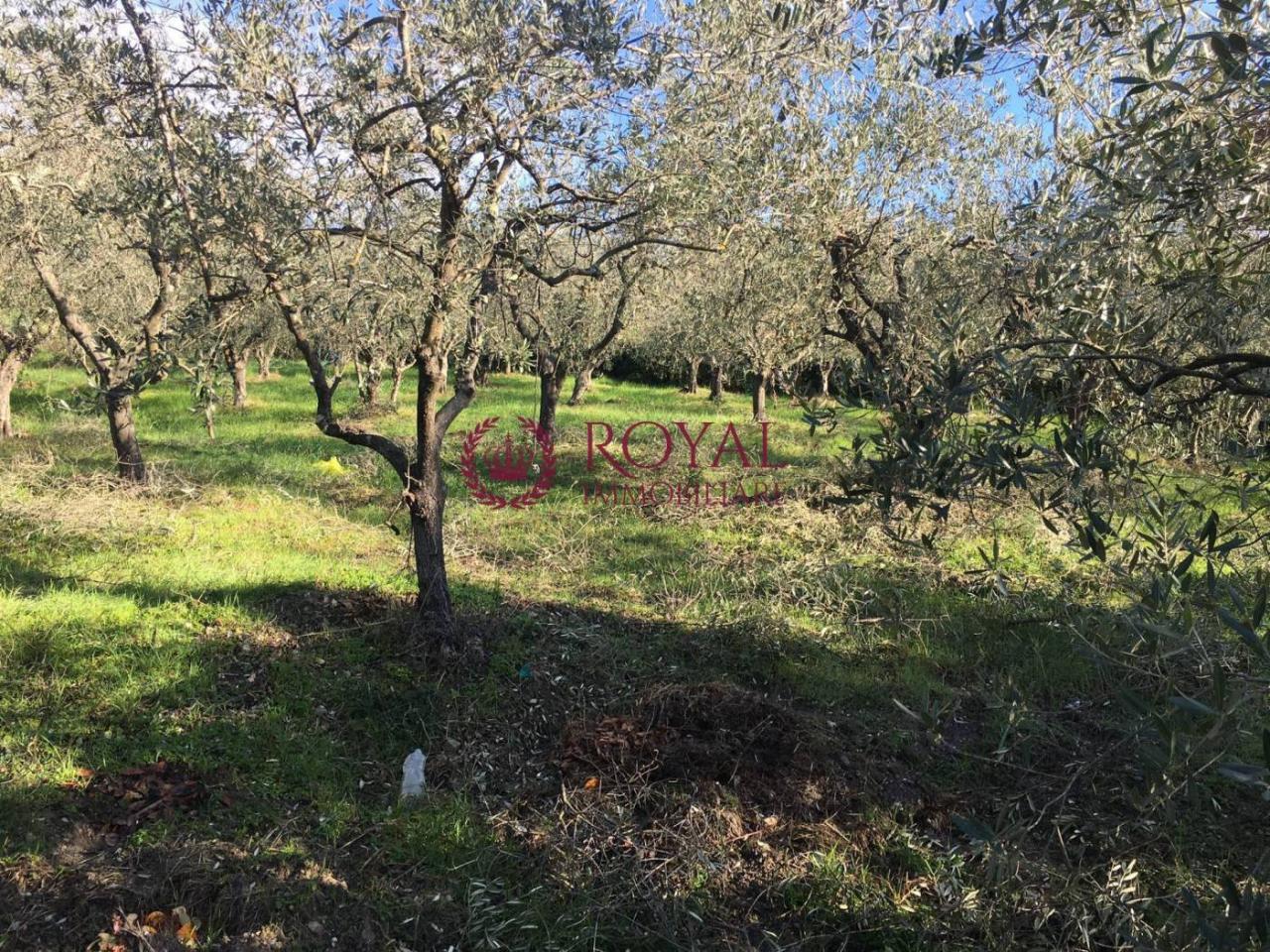 immagine annuncio 3 di 6