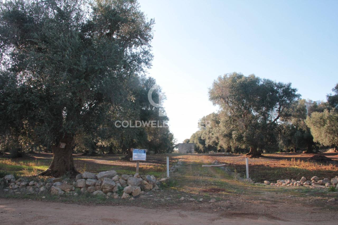 Terreno agricolo in vendita a San Vito Dei Normanni