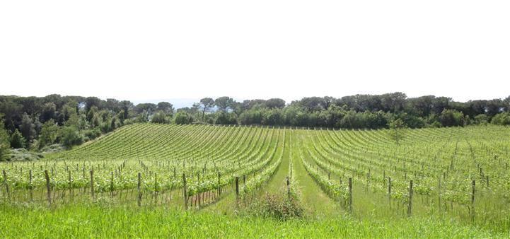 Azienda agricola in , Montalcino, {3} - Foto 2
