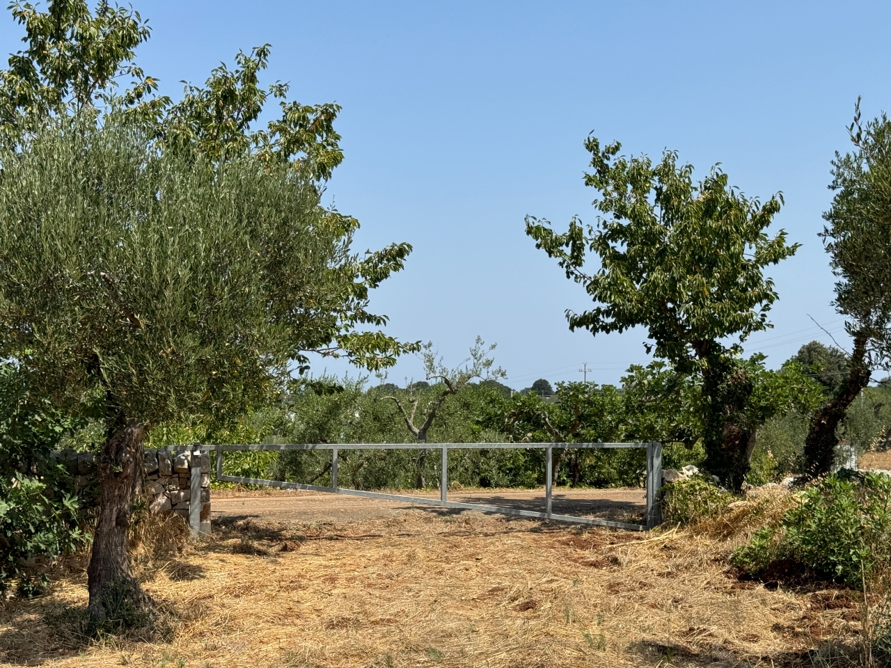 immagine annuncio 11 di 12