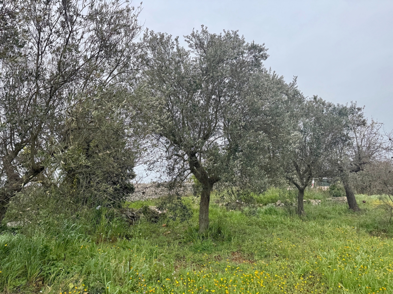 immagine annuncio 5 di 8