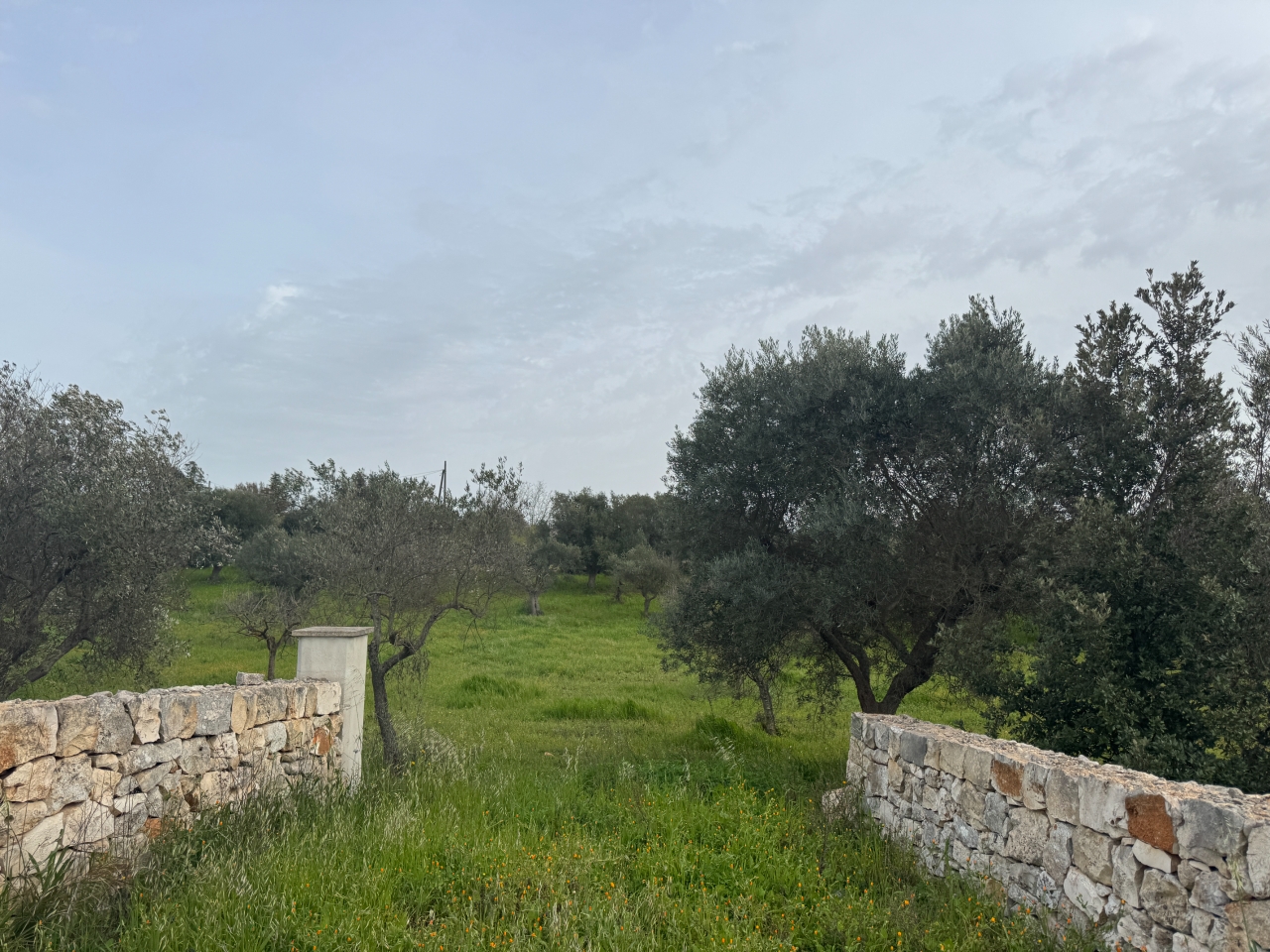 immagine annuncio 6 di 9