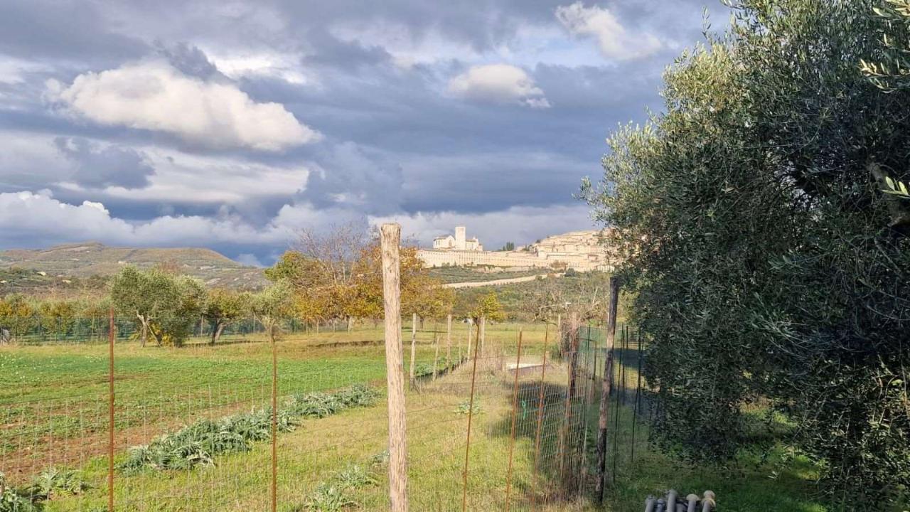 immagine annuncio 3 di 8