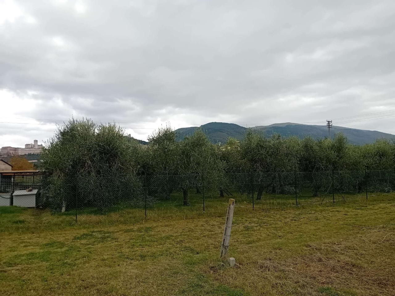 immagine annuncio 4 di 8