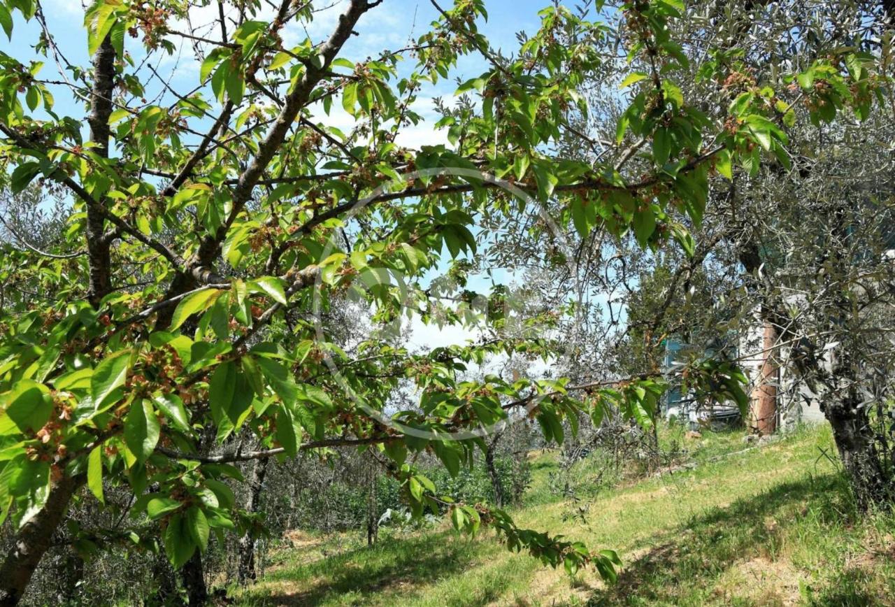 immagine annuncio 6 di 13