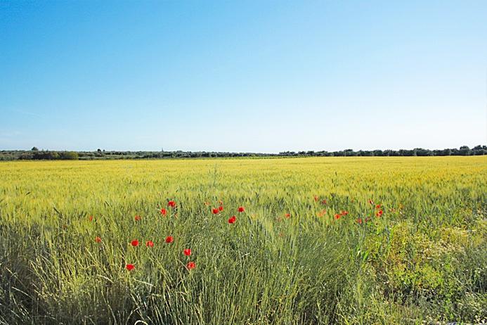 Azienda agricola in , Latiano, {3} - Foto 2