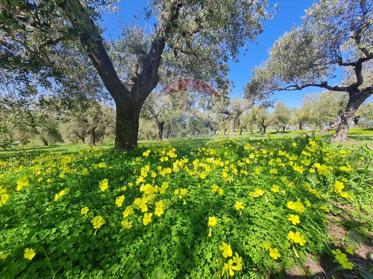 immagine annuncio 9 di 11