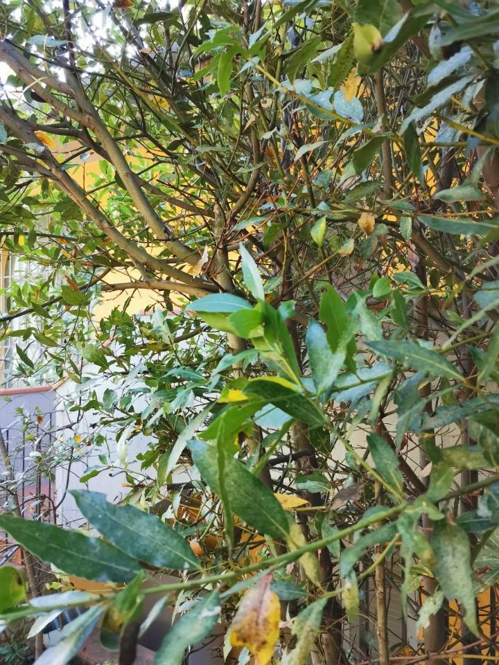 immagine annuncio 8 di 13