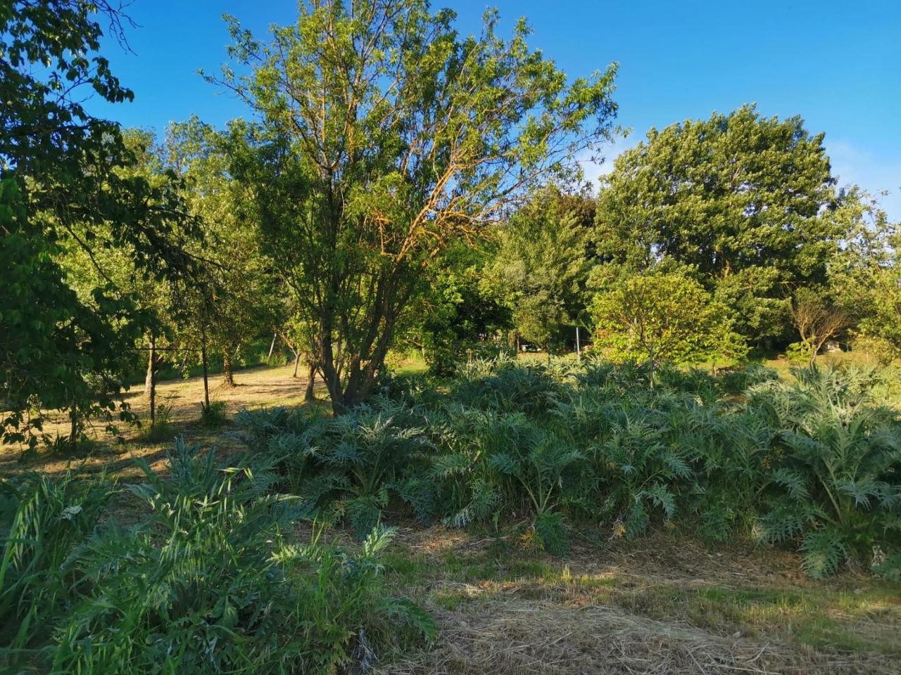 immagine annuncio 5 di 14