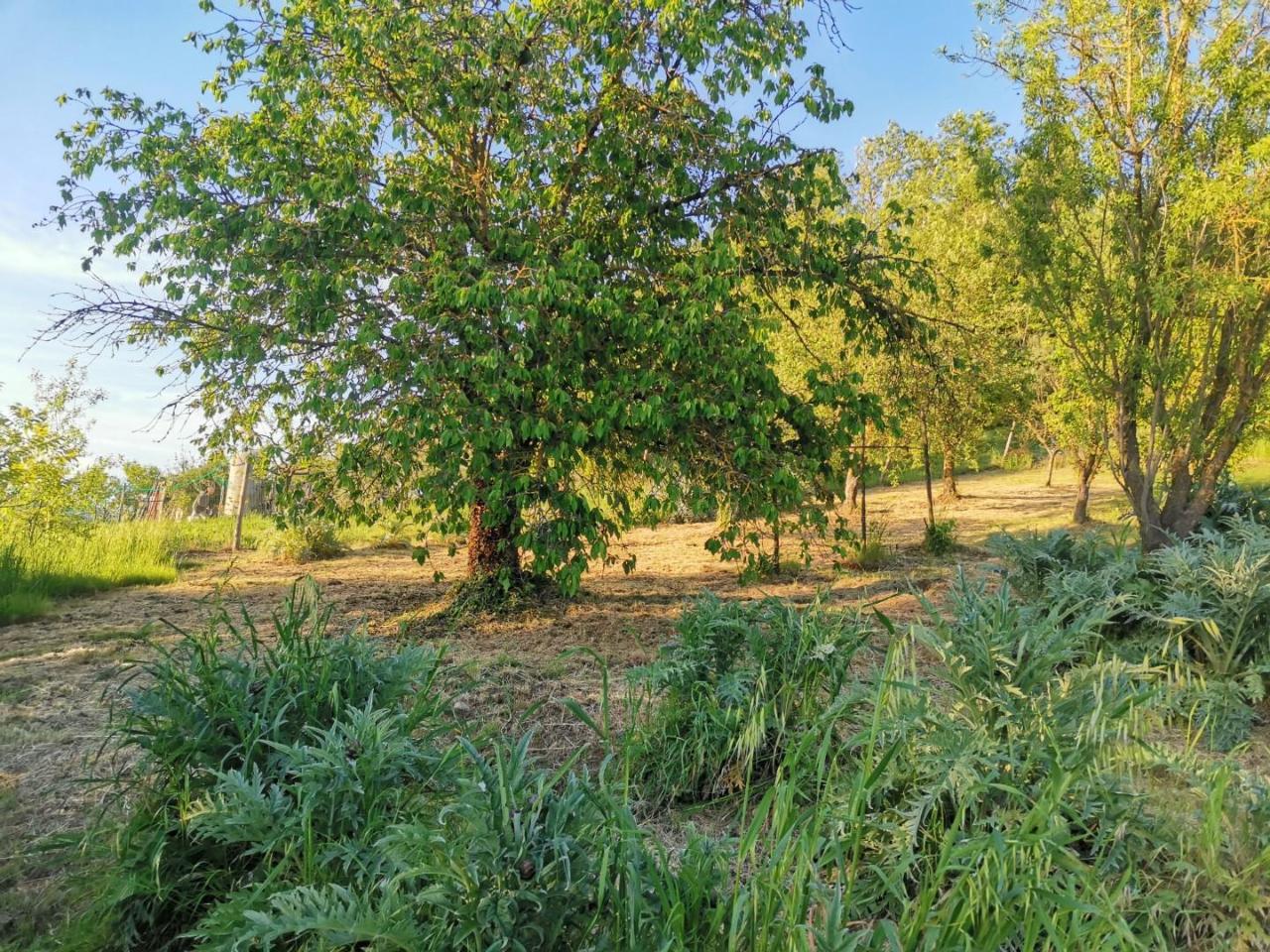 immagine annuncio 9 di 14